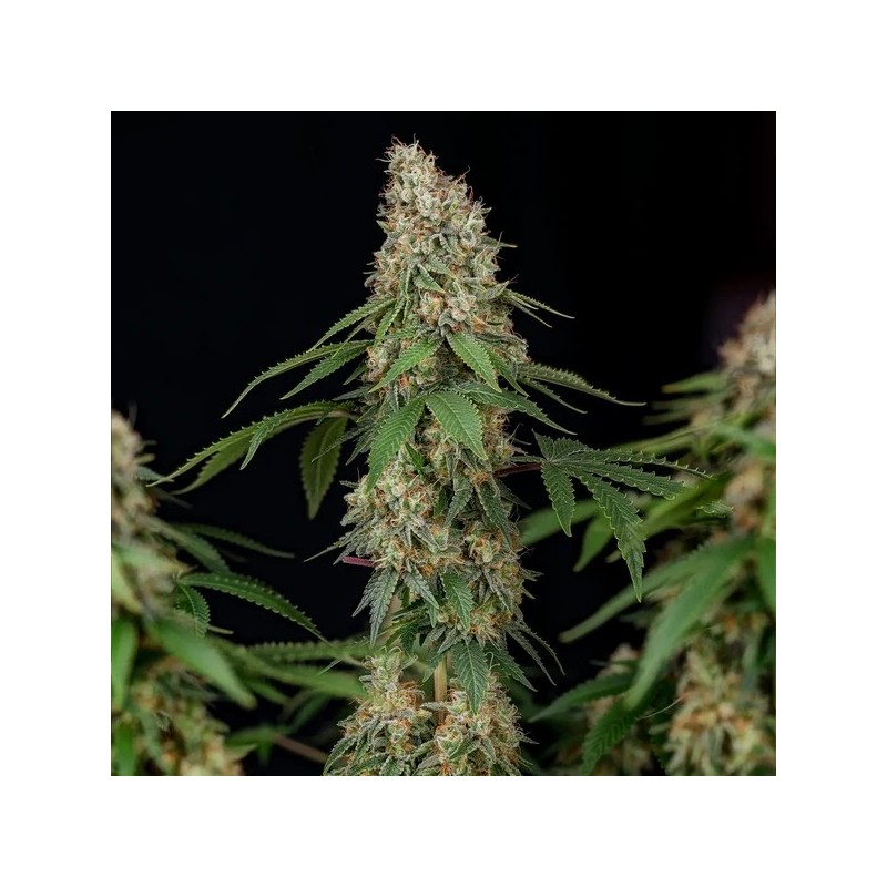 Shining Silver Haze semi cannabis Royal Queen Seeds