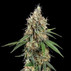 Shining Silver Haze semi cannabis Royal Queen Seeds
