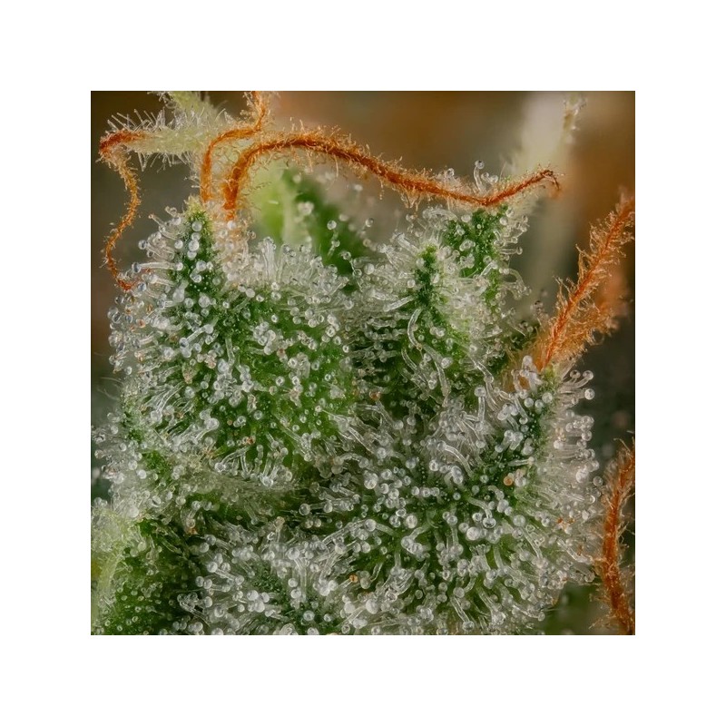 Shining Silver Haze semi cannabis Royal Queen Seeds