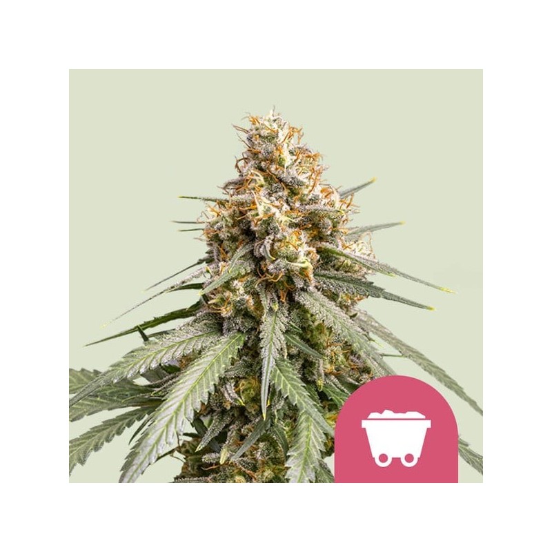 Shining Silver Haze semi cannabis Royal Queen Seeds