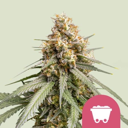 Shining Silver Haze semi cannabis Royal Queen Seeds