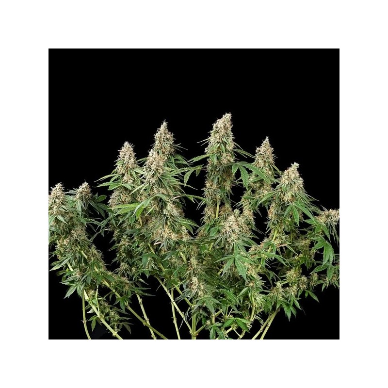 Shining Silver Haze semi cannabis Royal Queen Seeds