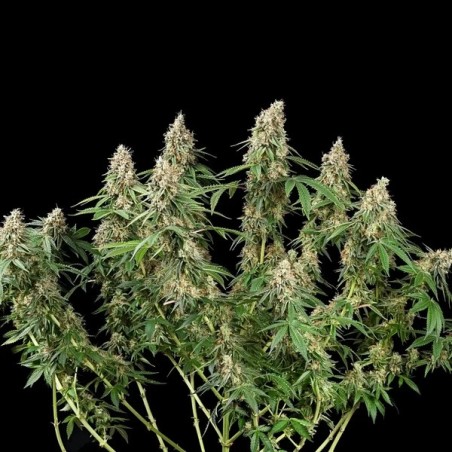 Shining Silver Haze semi cannabis Royal Queen Seeds