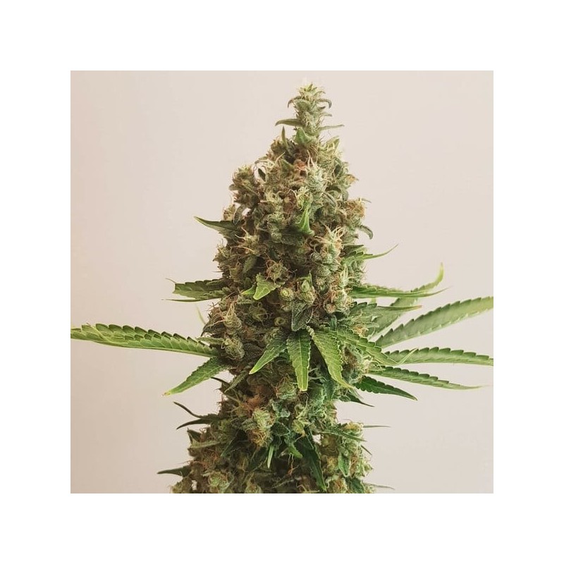 Shining Silver Haze semi cannabis Royal Queen Seeds