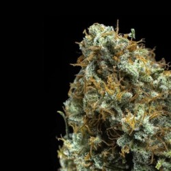 Shining Silver Haze semi cannabis Royal Queen Seeds