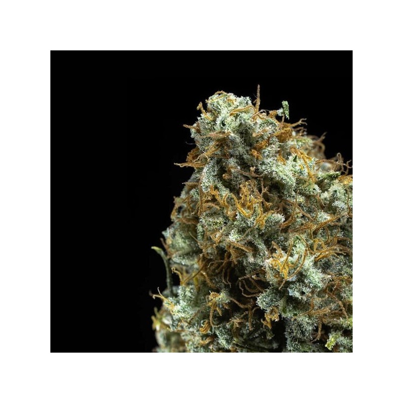 Shining Silver Haze semi cannabis Royal Queen Seeds