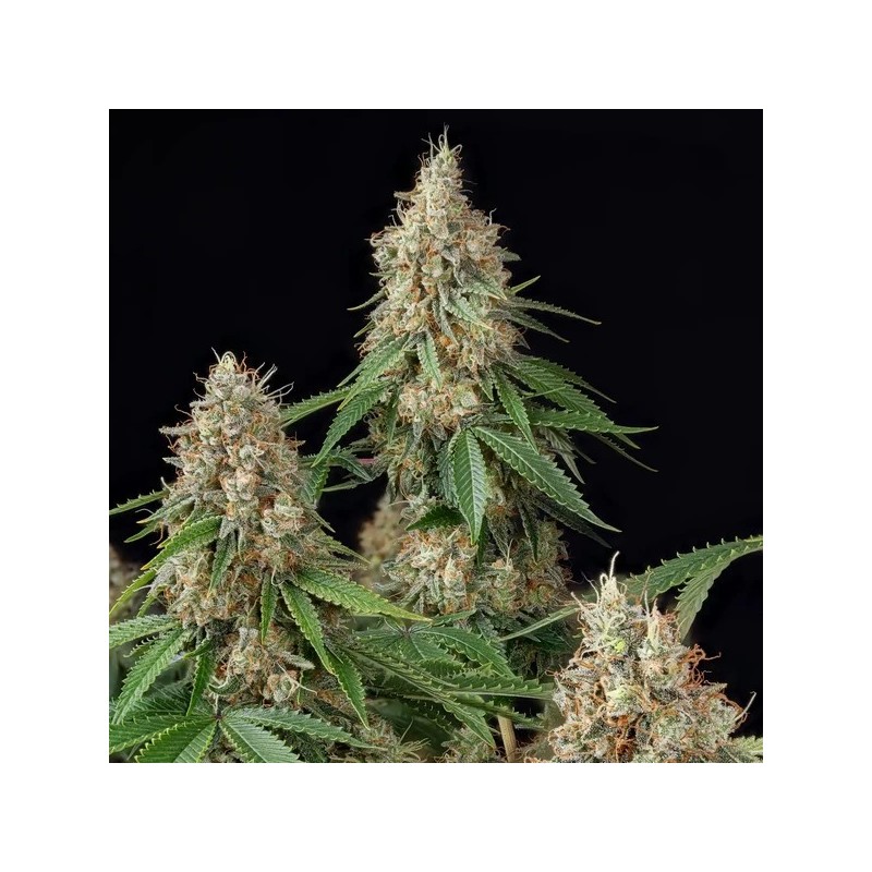 Shining Silver Haze semi cannabis Royal Queen Seeds