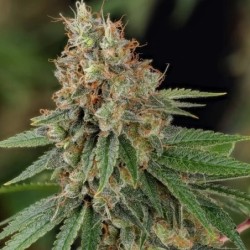 Shining Silver Haze semi cannabis Royal Queen Seeds