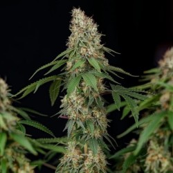 Shining Silver Haze semi cannabis Royal Queen Seeds