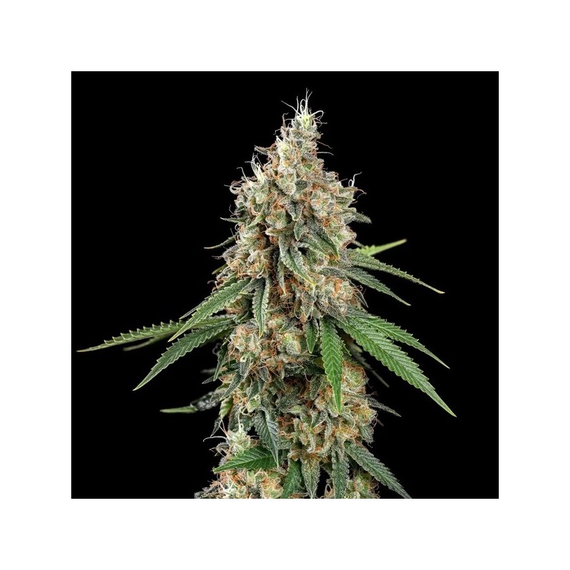 Shining Silver Haze semi cannabis Royal Queen Seeds
