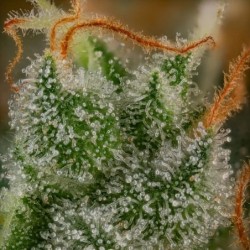 Shining Silver Haze semi cannabis Royal Queen Seeds