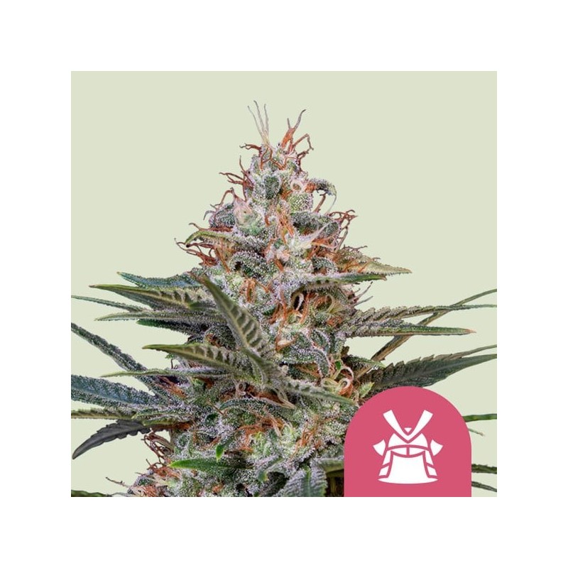 Shogun semi cannabis Royal Queen Seeds