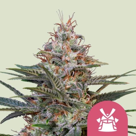 Shogun semi cannabis Royal Queen Seeds