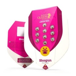 Shogun semi cannabis Royal Queen Seeds