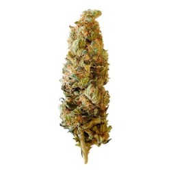 Shogun semi cannabis Royal Queen Seeds