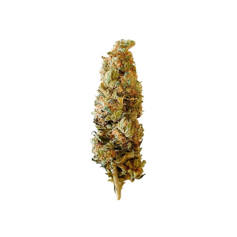 Shogun semi cannabis Royal Queen Seeds