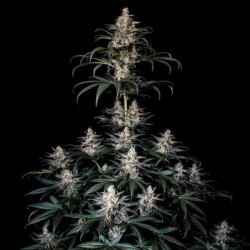 Shogun semi cannabis Royal Queen Seeds