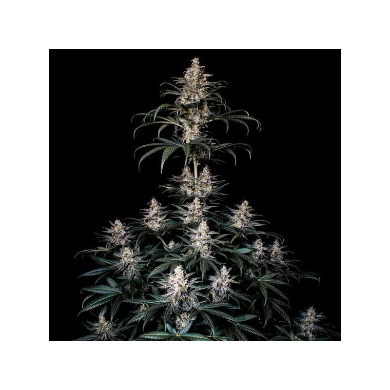 Shogun semi cannabis Royal Queen Seeds