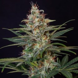 Shogun semi cannabis Royal Queen Seeds