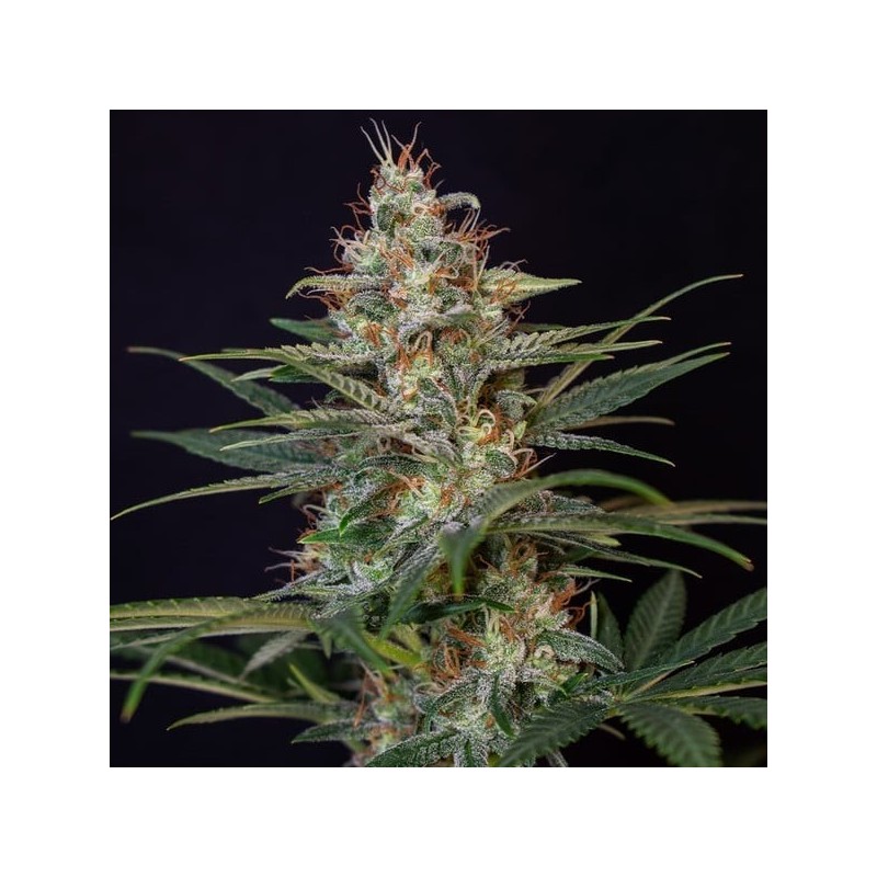 Shogun semi cannabis Royal Queen Seeds