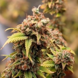 Shogun semi cannabis Royal Queen Seeds