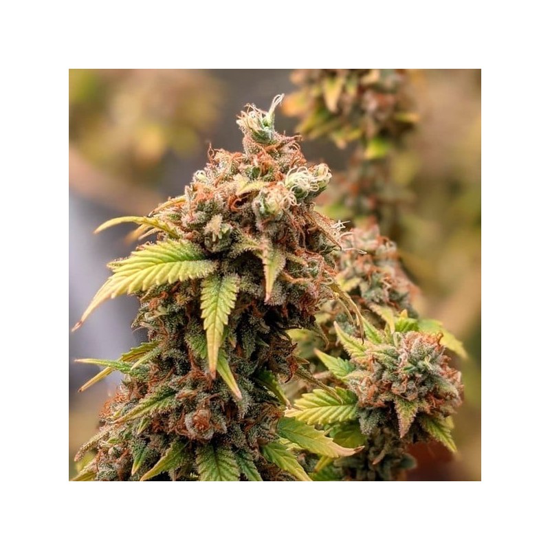 Shogun semi cannabis Royal Queen Seeds