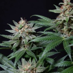 Shogun semi cannabis Royal Queen Seeds