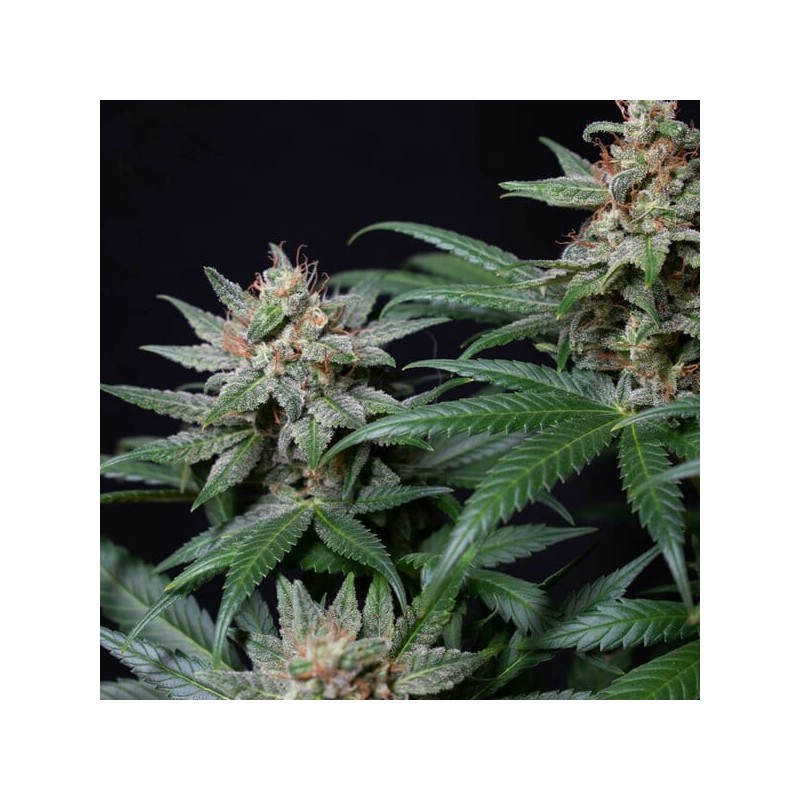 Shogun semi cannabis Royal Queen Seeds