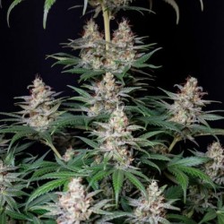Shogun semi cannabis Royal Queen Seeds