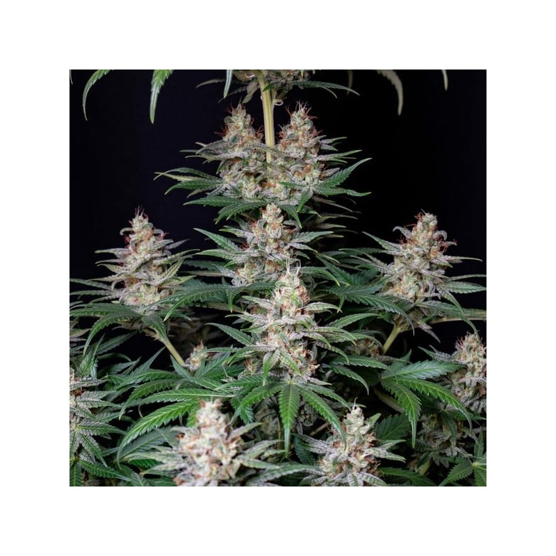 Shogun semi cannabis Royal Queen Seeds