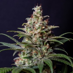 Shogun semi cannabis Royal Queen Seeds