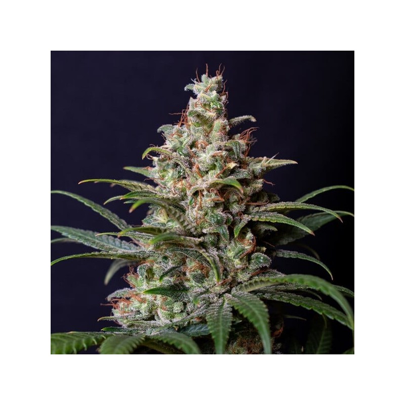 Shogun semi cannabis Royal Queen Seeds