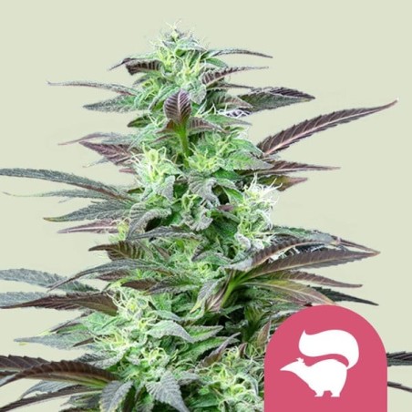 Skunk XL semi cannabis Royal Queen Seeds
