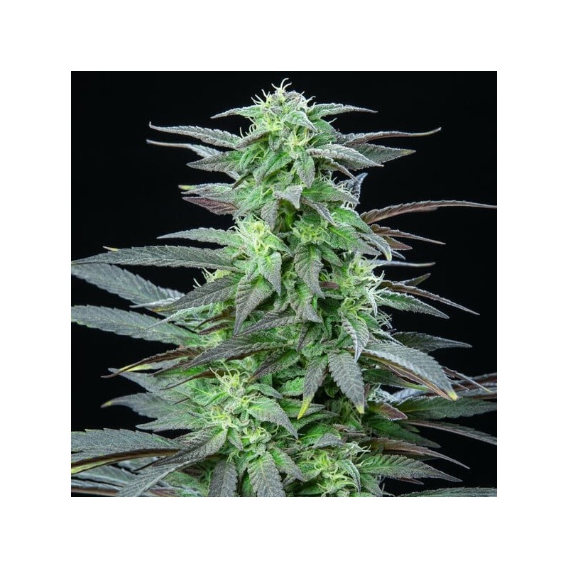 Skunk XL semi cannabis Royal Queen Seeds