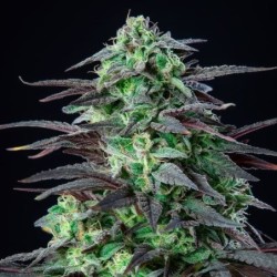 Skunk XL semi cannabis Royal Queen Seeds