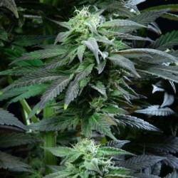 Skunk XL semi cannabis Royal Queen Seeds