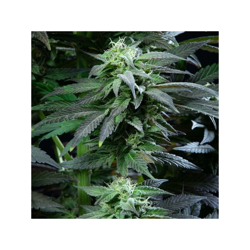 Skunk XL semi cannabis Royal Queen Seeds
