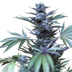 Skunk XL semi cannabis Royal Queen Seeds