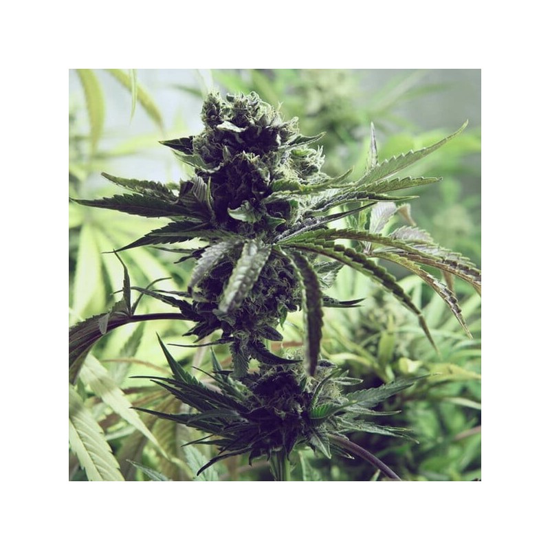 Skunk XL semi cannabis Royal Queen Seeds