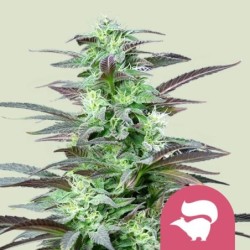 Skunk XL semi cannabis Royal Queen Seeds