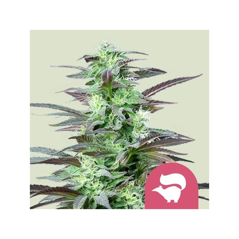 Skunk XL semi cannabis Royal Queen Seeds