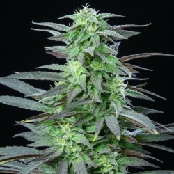 Skunk XL semi cannabis Royal Queen Seeds