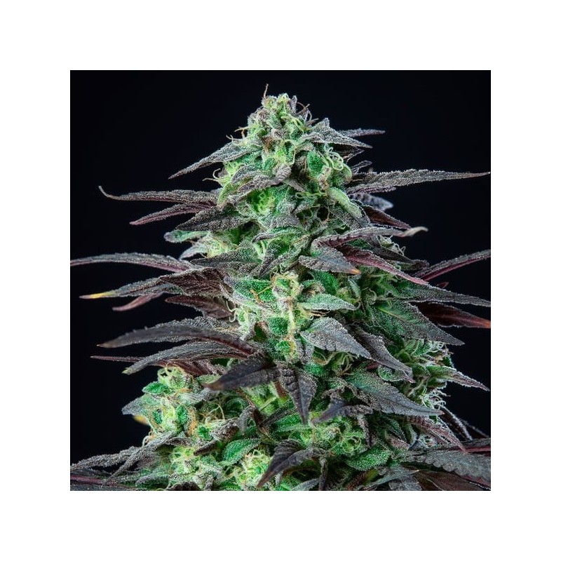 Skunk XL semi cannabis Royal Queen Seeds