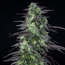 Skunk XL semi cannabis Royal Queen Seeds