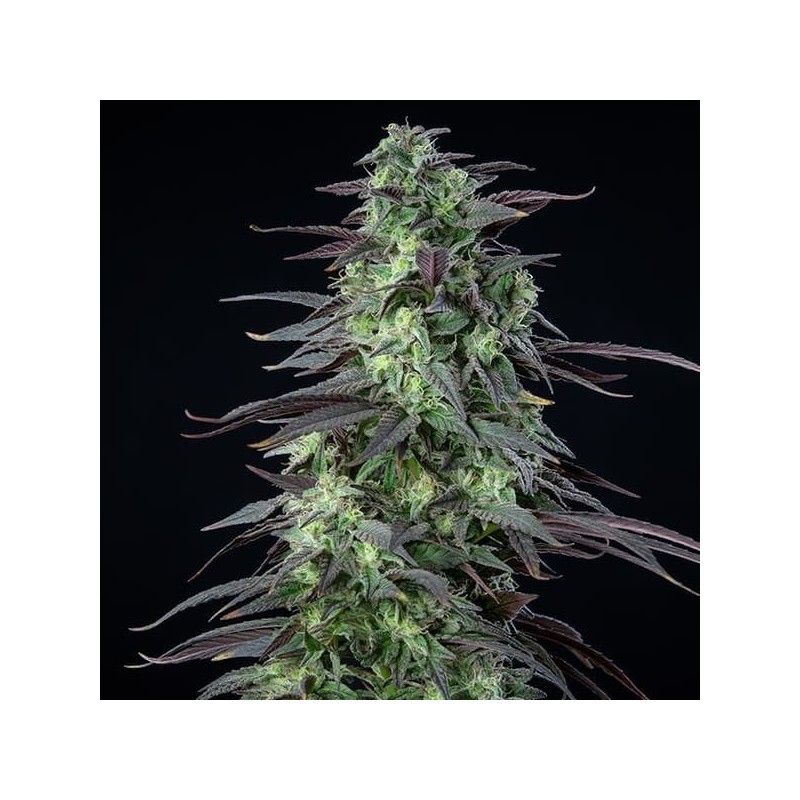 Skunk XL semi cannabis Royal Queen Seeds
