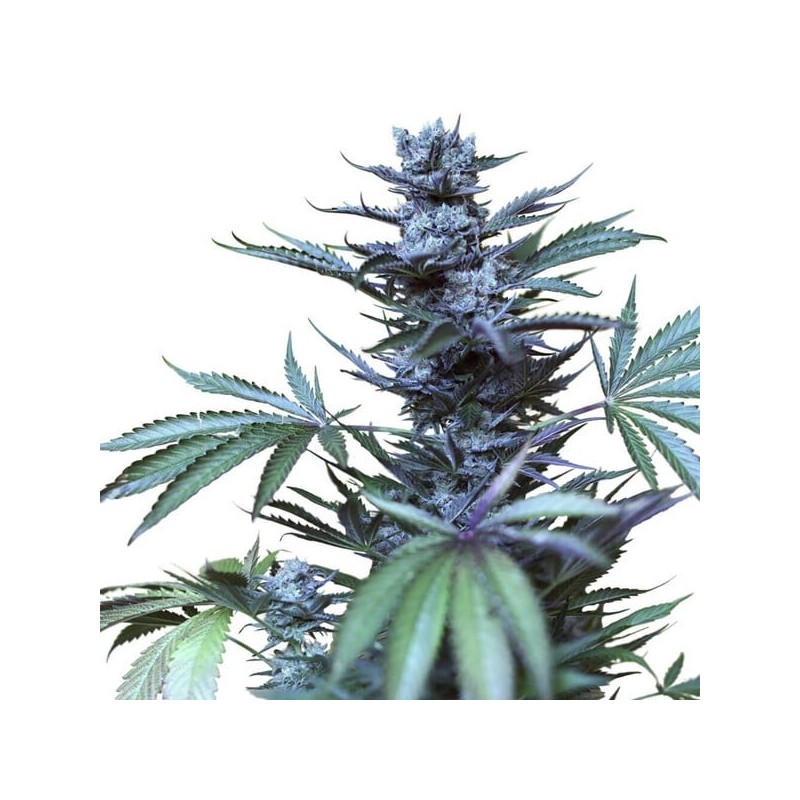 Skunk XL semi cannabis Royal Queen Seeds
