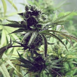 Skunk XL semi cannabis Royal Queen Seeds