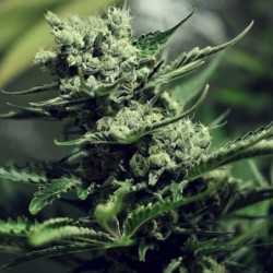 Skunk XL semi cannabis Royal Queen Seeds