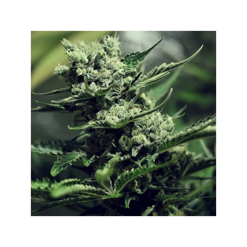 Skunk XL semi cannabis Royal Queen Seeds