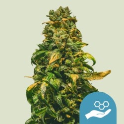Solomatic CBD Auto semi cannabis Royal Queen Seeds